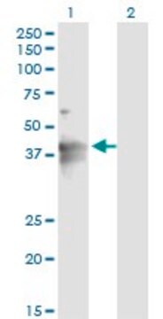 Monoclonal Anti-LASS4 antibody produced in mouse clone 4B10, purified immunoglobulin, buffered aqueous solution