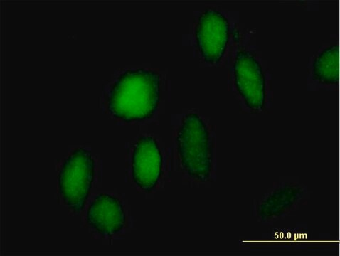 Anti-ZNF473 antibody produced in mouse IgG fraction of antiserum, buffered aqueous solution