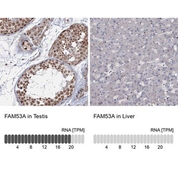 Anti-FAM53A antibody produced in rabbit Prestige Antibodies&#174; Powered by Atlas Antibodies, affinity isolated antibody, buffered aqueous glycerol solution