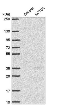 Anti-KCTD6 antibody produced in rabbit Prestige Antibodies&#174; Powered by Atlas Antibodies, affinity isolated antibody, buffered aqueous glycerol solution