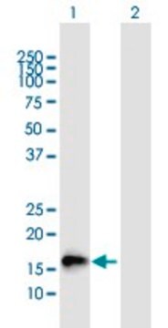 Anti-NMU, (C-terminal) antibody produced in mouse purified immunoglobulin, buffered aqueous solution