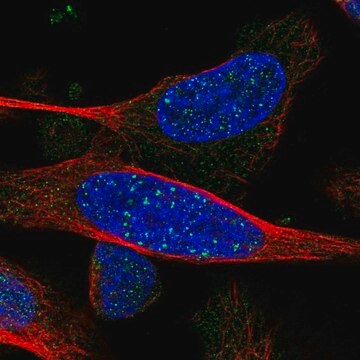 Anti-ARHGEF19 antibody produced in rabbit Prestige Antibodies&#174; Powered by Atlas Antibodies, affinity isolated antibody