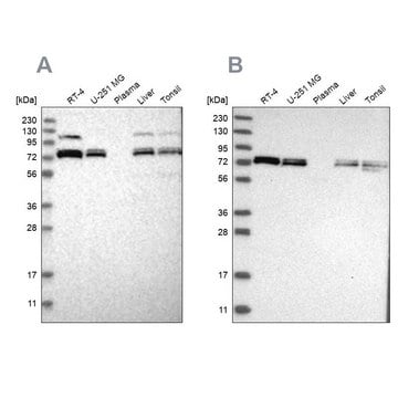 Anti-XPNPEP1 antibody produced in rabbit Prestige Antibodies&#174; Powered by Atlas Antibodies, affinity isolated antibody, buffered aqueous glycerol solution, ab1