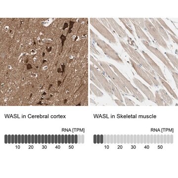 Anti-WASL antibody produced in rabbit Prestige Antibodies&#174; Powered by Atlas Antibodies, affinity isolated antibody, buffered aqueous glycerol solution