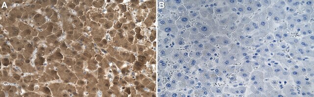 Anti-LDH-A Antibody, clone 1I7 ZooMAb&#174; Rabbit Monoclonal recombinant, expressed in HEK 293 cells