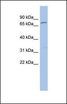 Anti-ZFP90 antibody produced in rabbit affinity isolated antibody