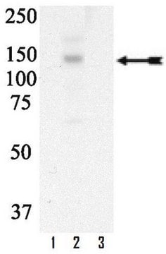 Anti-phospho-Met (Tyr1003) Antibody Upstate&#174;, from rabbit