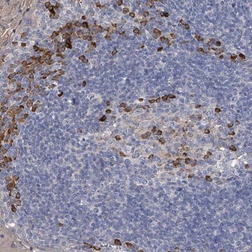 Anti-CCR4 antibody produced in rabbit Prestige Antibodies&#174; Powered by Atlas Antibodies, affinity isolated antibody, buffered aqueous glycerol solution