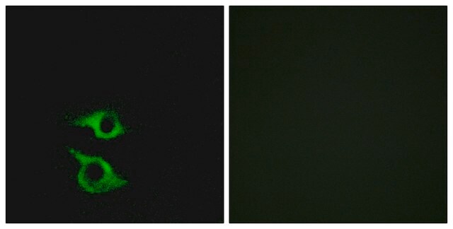 Anti-OR5AP2 antibody produced in rabbit affinity isolated antibody