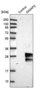 Anti-GIMAP2 antibody produced in rabbit Prestige Antibodies&#174; Powered by Atlas Antibodies, affinity isolated antibody, buffered aqueous glycerol solution