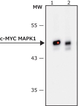 抗 c-Myc过氧化物酶抗体，小鼠单克隆 clone 9E10, purified from hybridoma cell culture