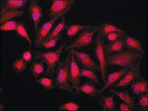 Anti-PKM2 (isoform M2) antibody produced in rabbit ~1.5&#160;mg/mL, affinity isolated antibody