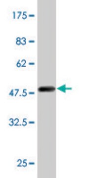 Monoclonal Anti-RAB11A antibody produced in mouse clone S1, purified immunoglobulin, buffered aqueous solution