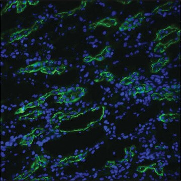 抗 AQP3 兔抗 1&#160;mg/mL, affinity isolated antibody