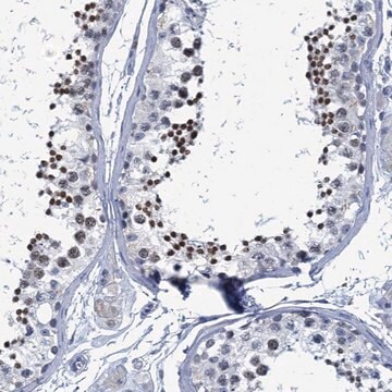 Anti-C16orf95 antibody produced in rabbit Prestige Antibodies&#174; Powered by Atlas Antibodies, affinity isolated antibody, buffered aqueous glycerol solution