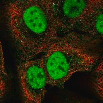 Anti-C18orf25 antibody produced in rabbit Prestige Antibodies&#174; Powered by Atlas Antibodies, affinity isolated antibody