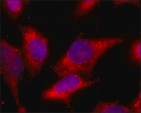 Monoclonal Anti-MIPEP antibody produced in mouse clone MIPEP-A394, culture supernatant