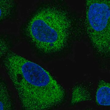 Anti-ARHGAP5 antibody produced in rabbit Prestige Antibodies&#174; Powered by Atlas Antibodies, affinity isolated antibody