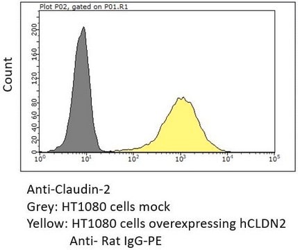 Anti-Claudin-2 Antibody purified antibody, clone 1A2, from rat