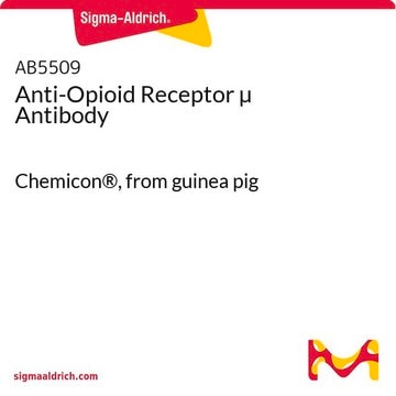 Anti-Opioid-Rezeptor-&#181;-Antikörper Chemicon&#174;, from guinea pig