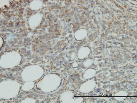 Monoclonal Anti-PROCR antibody produced in mouse clone M2, purified immunoglobulin, buffered aqueous solution