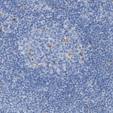 Anti-CD320 antibody produced in rabbit Prestige Antibodies&#174; Powered by Atlas Antibodies, affinity isolated antibody, buffered aqueous glycerol solution