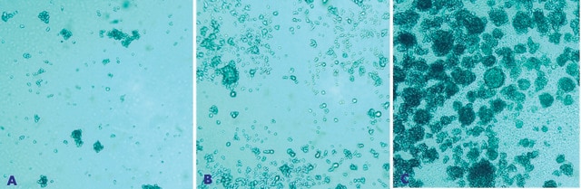 HydroMatrix ペプチド細胞培養スカフォールド mixture, powder