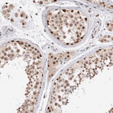 Anti-XRCC5 antibody produced in rabbit Prestige Antibodies&#174; Powered by Atlas Antibodies, affinity isolated antibody, buffered aqueous glycerol solution