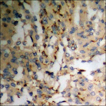 Anti-phospho-PLCG1 (pTyr783) antibody produced in rabbit affinity isolated antibody