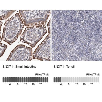 Anti-SNX7 antibody produced in rabbit Prestige Antibodies&#174; Powered by Atlas Antibodies, affinity isolated antibody, buffered aqueous glycerol solution