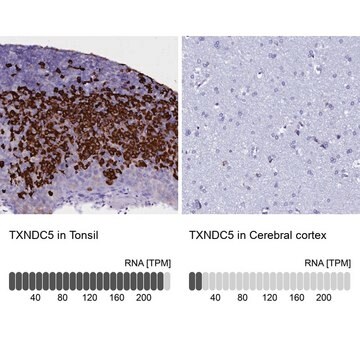 Anti-TXNDC5 antibody produced in rabbit Prestige Antibodies&#174; Powered by Atlas Antibodies, affinity isolated antibody, buffered aqueous glycerol solution