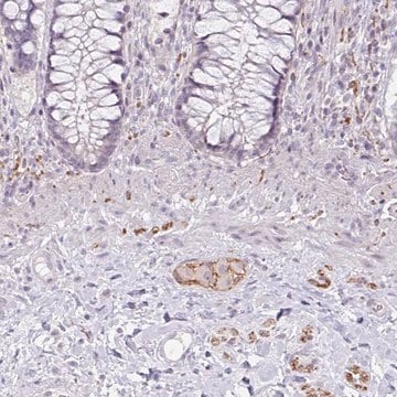 Anti-CDH19 antibody produced in rabbit Prestige Antibodies&#174; Powered by Atlas Antibodies, affinity isolated antibody, buffered aqueous glycerol solution