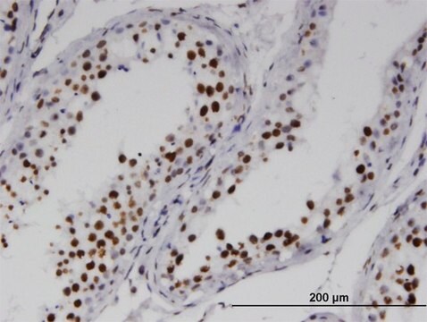 Monoclonal Anti-RNF25, (C-terminal) antibody produced in mouse clone 1D10, purified immunoglobulin, buffered aqueous solution