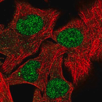 Anti-RXRB antibody produced in rabbit Prestige Antibodies&#174; Powered by Atlas Antibodies, affinity isolated antibody