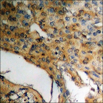 Anti-phospho-CDC25B (pSer323) antibody produced in rabbit affinity isolated antibody