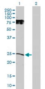 Anti-GDNF antibody produced in rabbit purified immunoglobulin, buffered aqueous solution