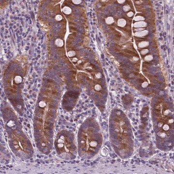 Anti-ATG4D antibody produced in rabbit Prestige Antibodies&#174; Powered by Atlas Antibodies, affinity isolated antibody, buffered aqueous glycerol solution