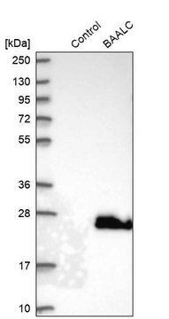 Anti-BAALC antibody produced in rabbit Prestige Antibodies&#174; Powered by Atlas Antibodies, affinity isolated antibody, buffered aqueous glycerol solution