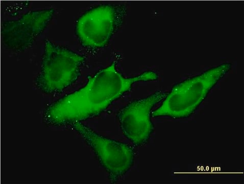 Monoclonal Anti-EIF2S1 antibody produced in mouse clone 3H12-C11, purified immunoglobulin, buffered aqueous solution