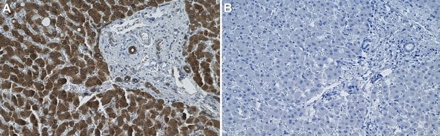 Anti-PON2 Antibody, clone 1B6 ZooMAb&#174; Rabbit Monoclonal recombinant, expressed in HEK 293 cells