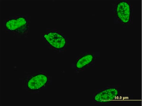 Monoclonal Anti-TP53RK antibody produced in mouse clone 3D7, purified immunoglobulin, buffered aqueous solution