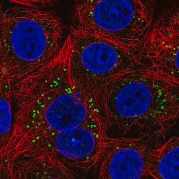 Anti-FAF2 antibody produced in rabbit Prestige Antibodies Powered by ...