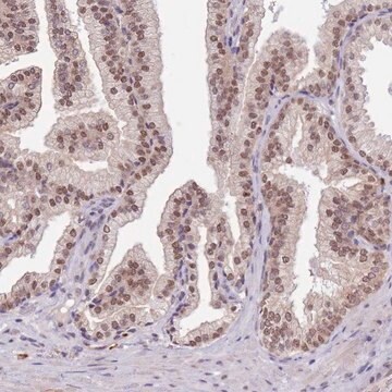 Anti-FAM120AOS antibody produced in rabbit Prestige Antibodies&#174; Powered by Atlas Antibodies, affinity isolated antibody, buffered aqueous glycerol solution