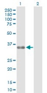 Anti-ZMAT3 antibody produced in rabbit purified immunoglobulin, buffered aqueous solution