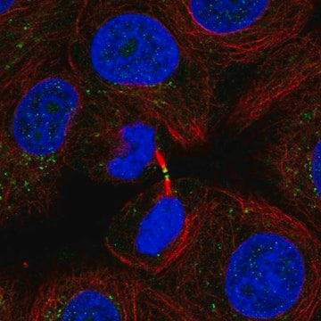 Anti-ADAMTS19 antibody produced in rabbit Prestige Antibodies&#174; Powered by Atlas Antibodies, affinity isolated antibody