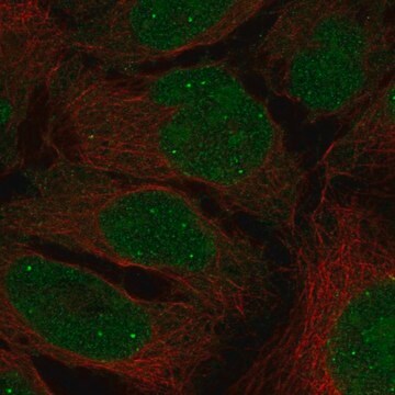 Anti-Inava Antibody Produced In Rabbit Prestige Antibodies&#174; Powered by Atlas Antibodies, affinity isolated antibody, buffered aqueous glycerol solution