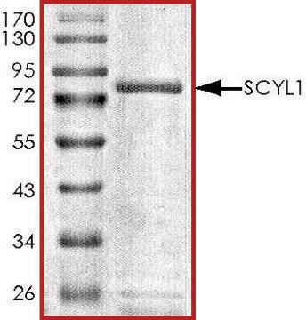 SCYL1, GST tagged human recombinant, expressed in baculovirus infected Sf9 cells, &#8805;70% (SDS-PAGE), buffered aqueous glycerol solution