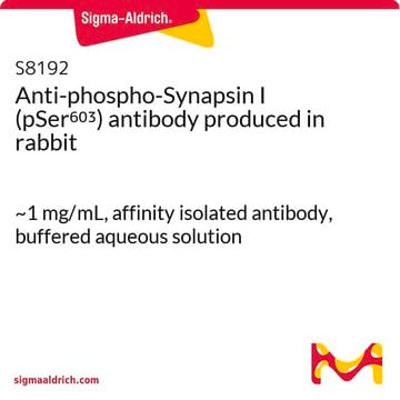 Anti-phospho-Synapsin I (pSer603) antibody produced in rabbit ~1&#160;mg/mL, affinity isolated antibody, buffered aqueous solution