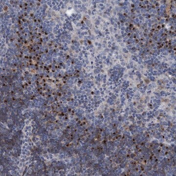 Anti-C20orf196 antibody produced in rabbit Prestige Antibodies&#174; Powered by Atlas Antibodies, affinity isolated antibody, buffered aqueous glycerol solution