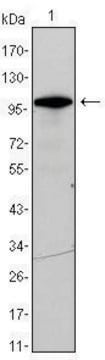 Monoclonal Anti-DDX4 antibody produced in mouse clone 2F9H5, ascites fluid